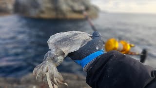 超特級エサで大型魚捕獲に挑んだ結果