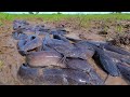 amazing fishing! catch a lots of catfish in mud little water by best hand a fisherman / best fishing