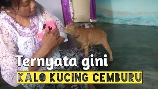 Kucing lucu, hewan juga bisa cemburu