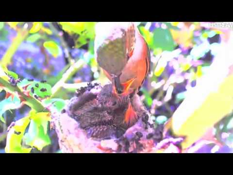 Phoebe's Baby Hummingbirds - Eyes Open 1-13-11