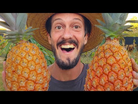 NÃO PLANTE UMA