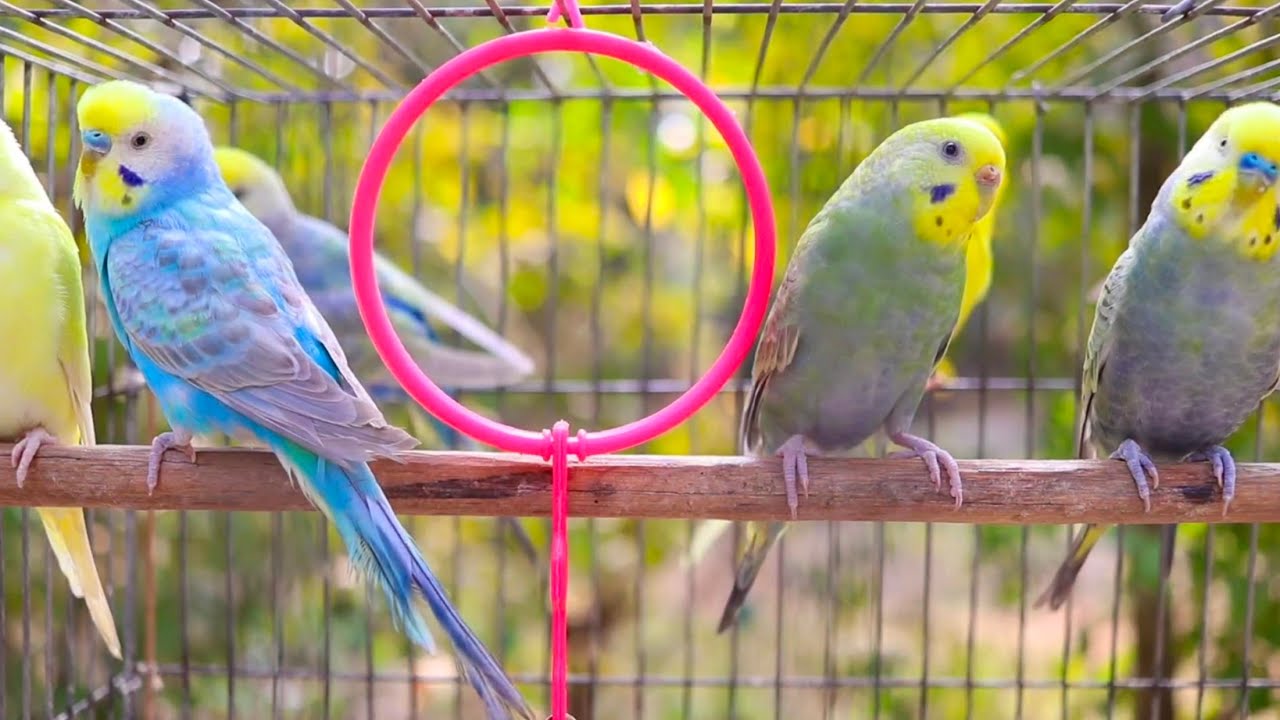 6 Hours of Non-Stop Cheerful Budgies! Enjoy the cutest moments of these playful parrots all day 🐦
