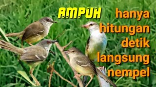 suara pikat burung ciblek kejepit,andalan