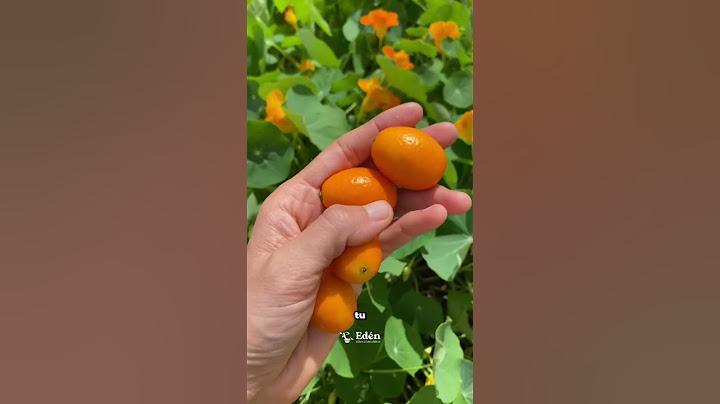 Kumquat: The dwarf citrus that you can grow at home 🍊✨ EXOTIC FRUITS