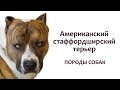 Американский стаффордширский терьер - лучший защитник собачьего мира