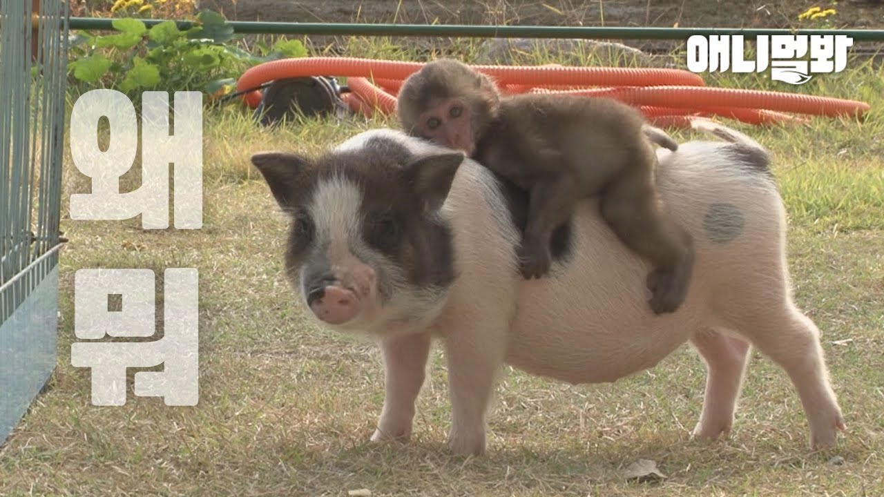 ⁣자꾸 미니피그 타고 다니는 아기 원숭이ㅋㅋㅋㅣBaby Monkey Rides On Mini Pig’s Back lol