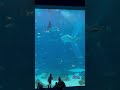 Georgia Aquarium Whale Shark 🐳🐋 #atlanta #whaleshark
