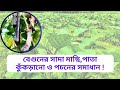 বেগুনের সাদা মাছির সমাধান | পাতা কুঁকড়ানো এবং পচনের টিপস ।