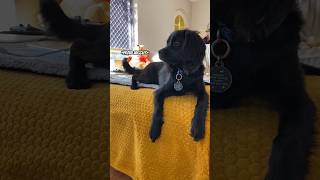 Funny Puppy Quirks! #dog #cutepuppy #puppy #cutepet #sweetpuppy #cutedog #cavoodle #funny