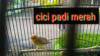 SUARA PANCINGAN CICI PADI.CICI MERAH.CETRUK