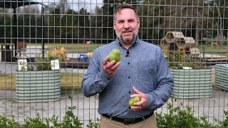 Get It Growing: How to grow mirlitons, a part of Louisiana’s culinary culture