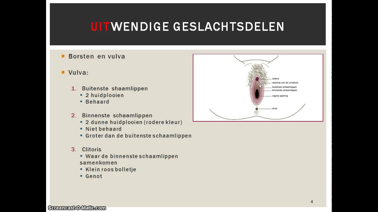 Vrouwelijke geslachtsdelen - YouTube