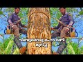 വീണ്ടും ഒരു മഹാഗണി മുറിക്കുന്നത് 🤩 | Mahagany tree cutting 🌳|Village woodpecker