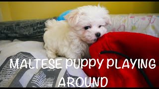 2 MONTHS MALTESE PUPPY PLAYING AROUND by Limon the Maltese dog 19,134 views 2 years ago 1 minute, 27 seconds