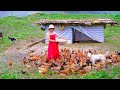 Building a new life episode 39 | Complete the coop, release 1000 chicks and harvest melons