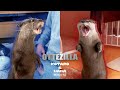 最強対決！カワウソのゴジラ顔選手権　Otter Godzilla #Shorts