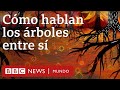 La fascinante red de comunicación entre árboles que se esconde bajo tus pies | BBC Mundo