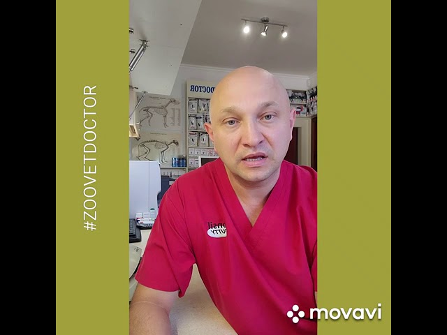 Лечение водкой, собак и кошек при чумке, советы ветеринара, ветеринар, ветклиника #zoovetdoctor блог