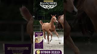 From pasture to plate, our natural horse feed Variant *Hi-Gain & Grow Pro*