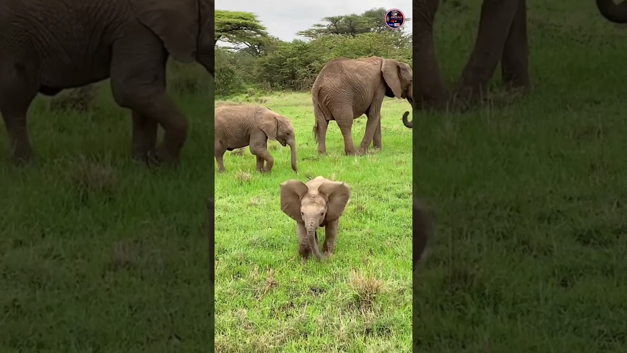 Cute Baby Elephant 🐘