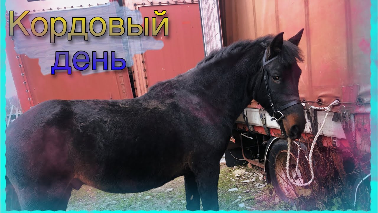 VLOG| Работа трёх коней на корде - YouTube