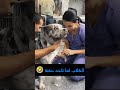 أفعال الكلاب أثناء الحقنه ردود فعل مضحكه جدا 
