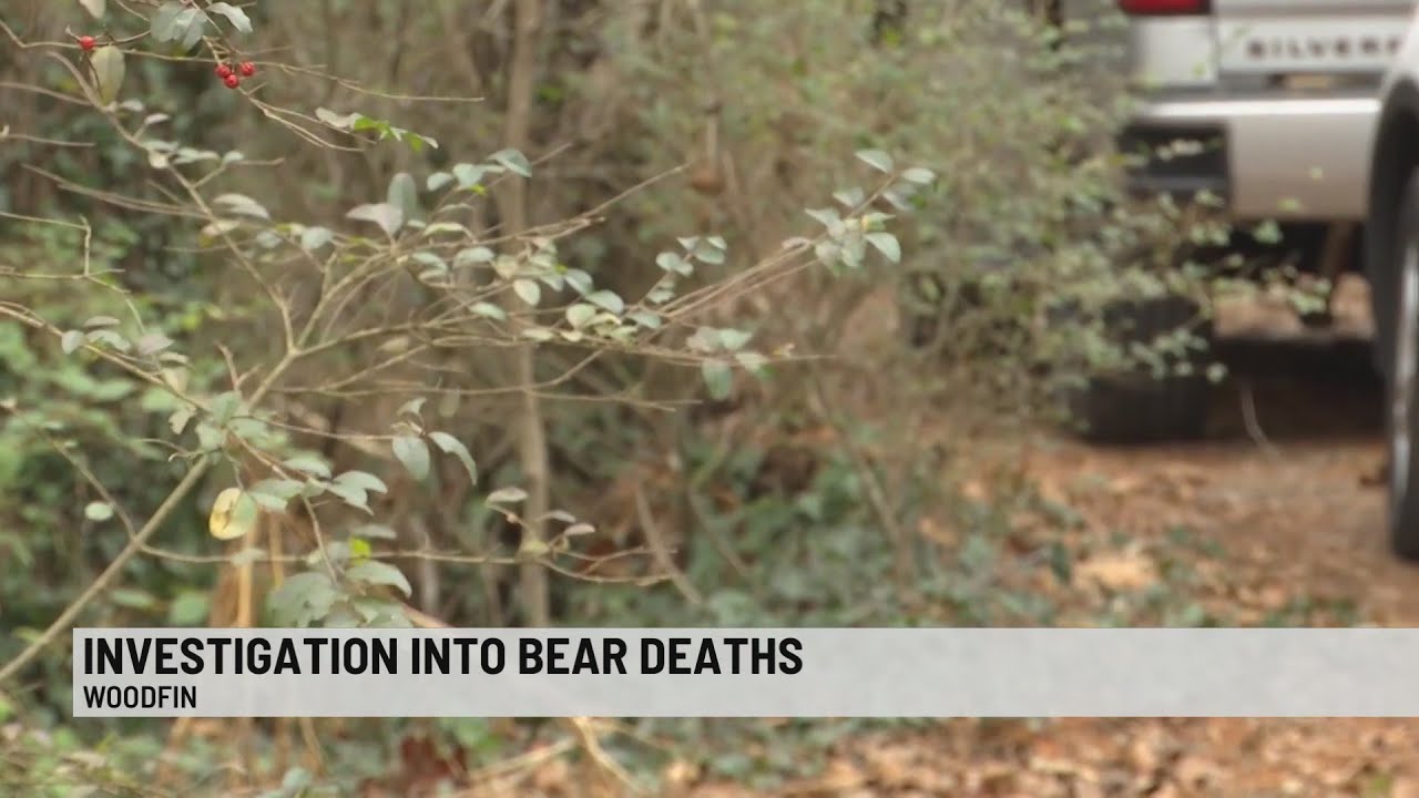 Wildlife authorities investigating after bears found dismembered in N.C.