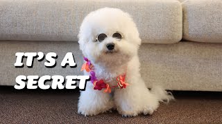 My Puppies Reveal Their Deepest Secrets...