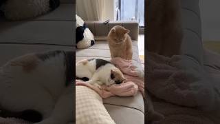 cats crazy behaviors #cat #trending #shorts