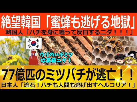 【ゆっくり解説】韓国養蜂業界「ミツバチ大量失踪で業界終了！！！」韓国産のハチミツはもう食べれません！！！　韓国ゆっくり解説（爆）
