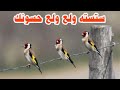 ستسته ولع ولع وتهبل الحسون فقط أسمعه أول ثلاث دقائق ستسته ولع ولع وتهبل الحسون فقط أسمعه أول ثلاث دقائق