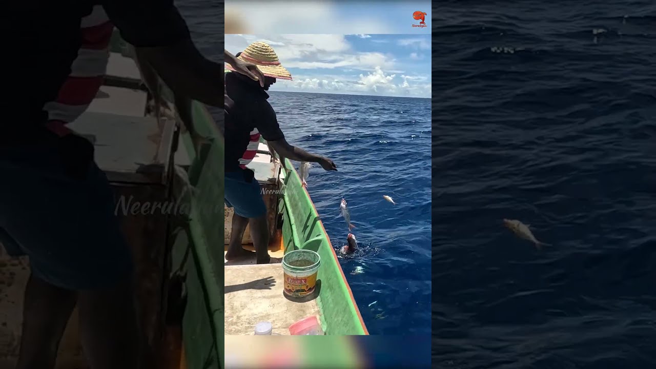 Back To Rosy Snapper Caught In The Deep Sea Fishing Fishingvideo Fishingtime