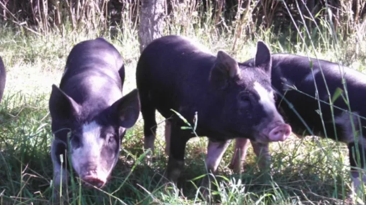 Pasture Raised Meat Chickens and Pigs