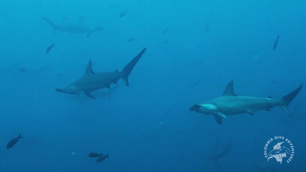 Ferox Liveaboard - Diving in Malpelo