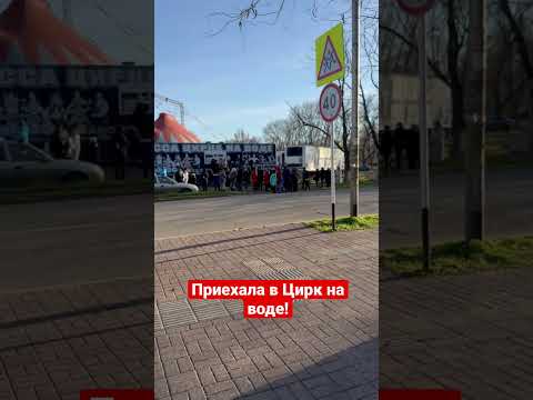 Приехала в цирк, чтобы узнать, красивее ли обезьяны 😆😆#супербуся #циркнаводе #чеховшоу #ейск