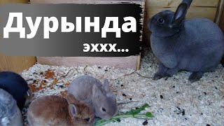 Крольчат больше нет у нерадивой крольчихи!