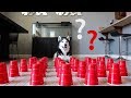 How Smart is a Siberian Husky? Ultimate Intelligence Test!