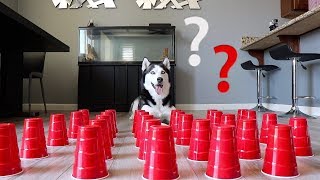 How Smart is a Siberian Husky? Ultimate Intelligence Test!