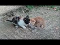 Two abandoned kittens cry out loud for their mom