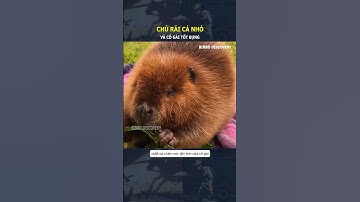 Chú rái cá nhỏ và cô gái tốt bụng#shorts