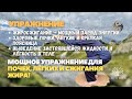 «Прыжок Дракона» – мощное упражнение для почек, лёгких и сжигания жира!