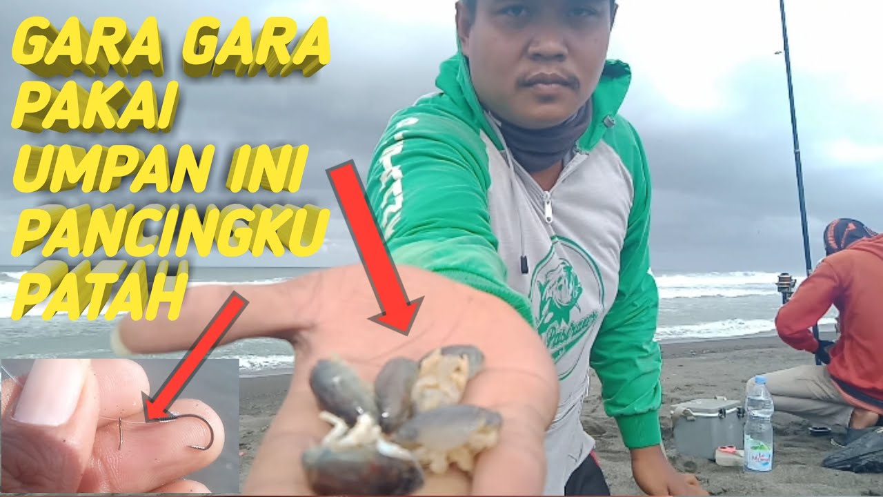 Umpan Jitu !! untuk mancing ikan pinggiran laut/pasiran!! //V10