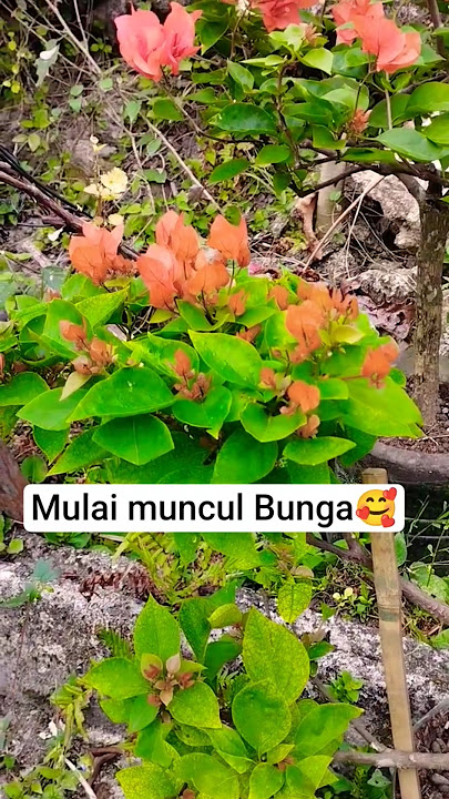 Bakal Bunga Bugenvile mulai muncul‼️#fyp #foryou #dj