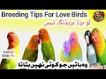 Love Birds Complete Information Part (11) | Breeding Tips For Love Birds | Samad Birds Tv