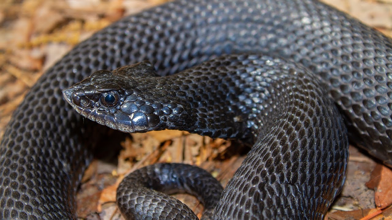 Eastern Hognose Snake - One Minute Nature Show