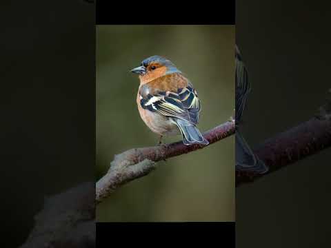 Chaffinch Bird Voice For Sleep Nature With Relaxation