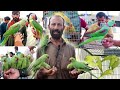 Lucknow nimbu park birds market           241223