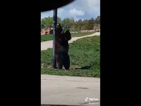 Somebody Come Get Her Shes Dancing Like A Stripper Bear