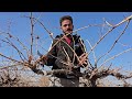 آموزش قدم به قدم هرس درخت انگور در مزرعه نهال نیکخواه آموزش قدم به قدم هرس درخت انگور در مزرعه نهال نیکخواه