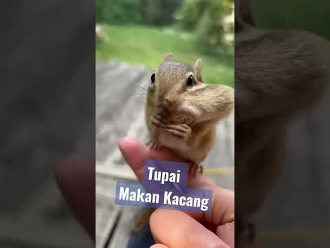 Video: Apakah tupai akan memakan kerupuk?